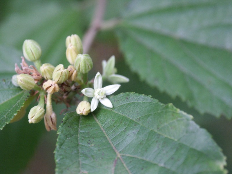 Bilobed Grewia photo 5