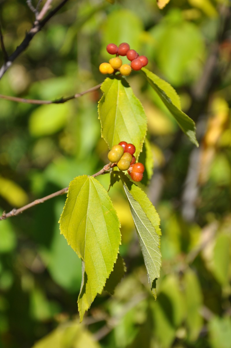 Bilobed Grewia