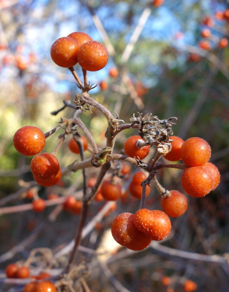 Bilobed Grewia photo 2