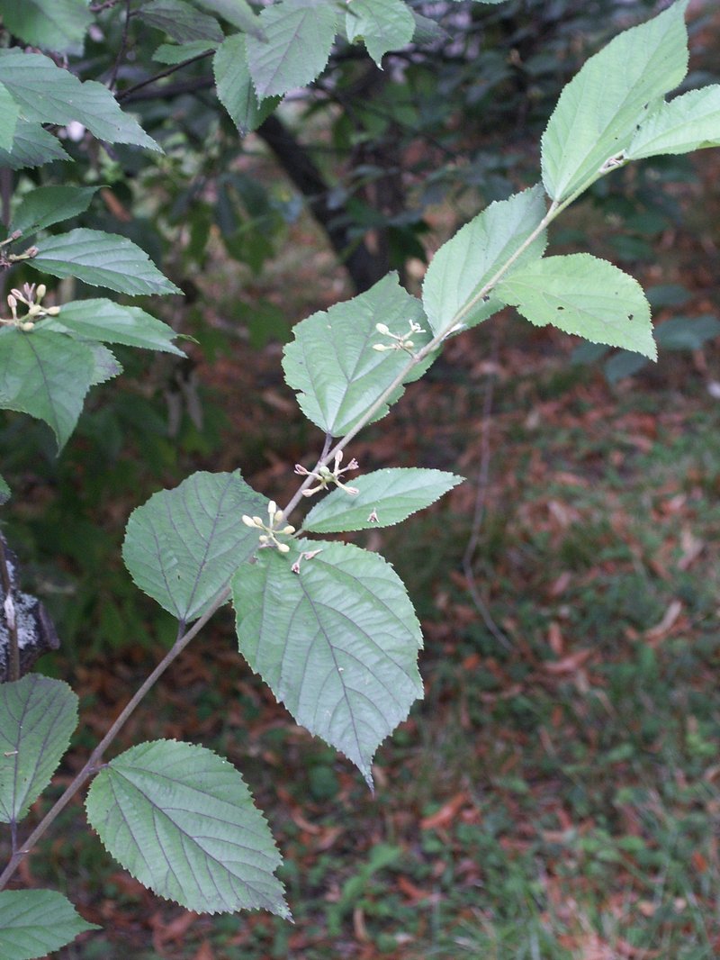 Bilobed Grewia photo 6
