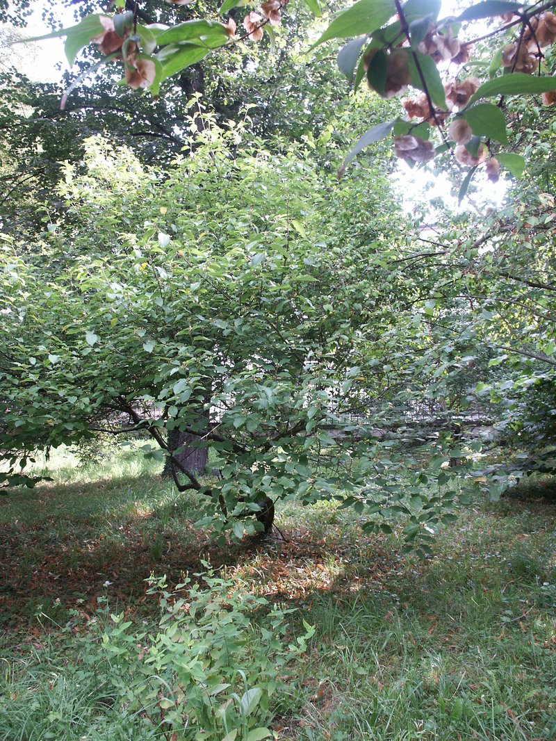 Bilobed Grewia photo 7