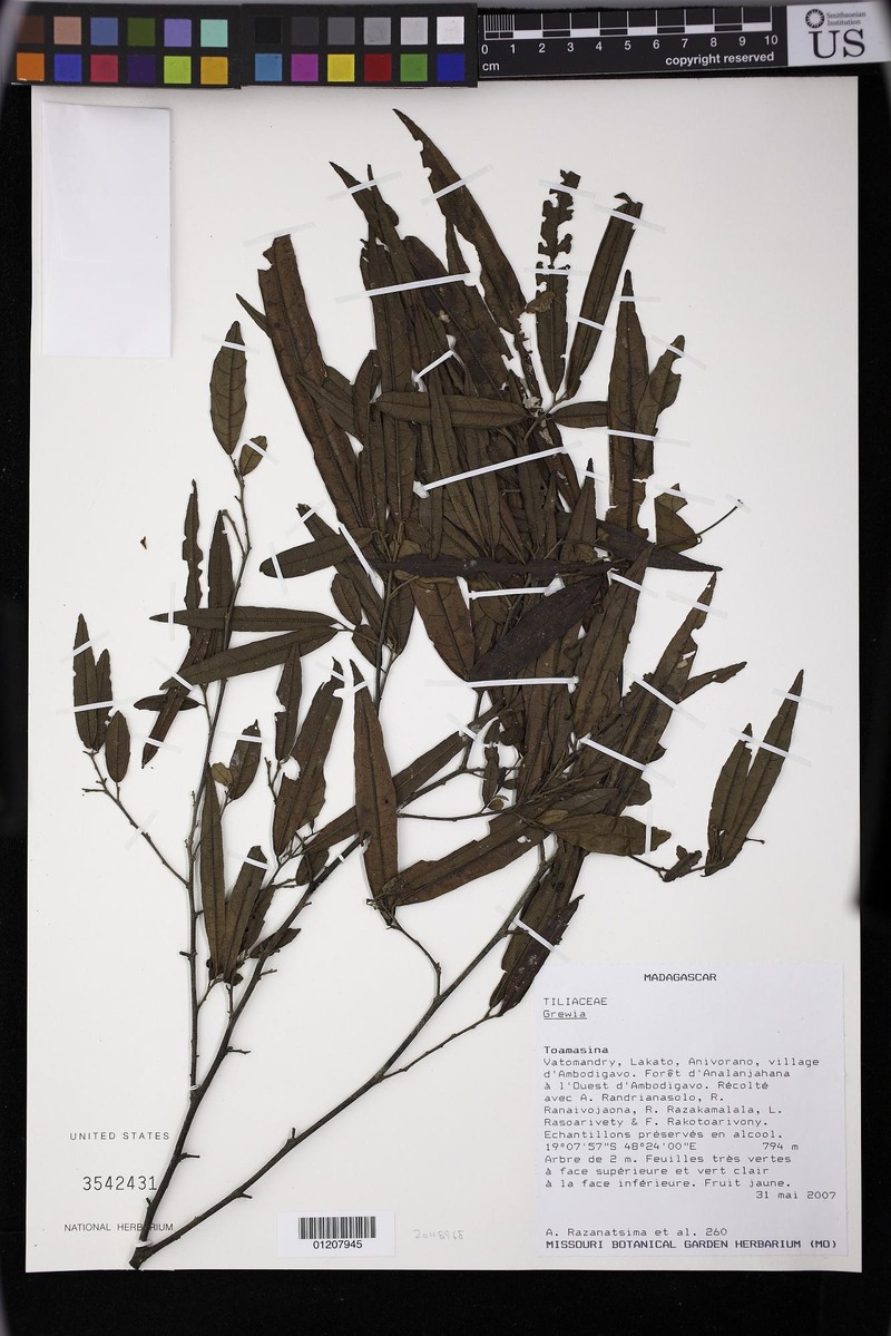 Grewia capuronii