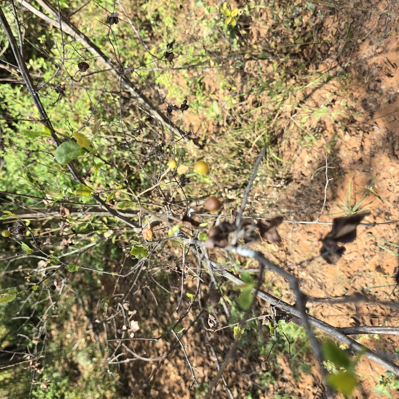 Grewia flavescens var. flavescens