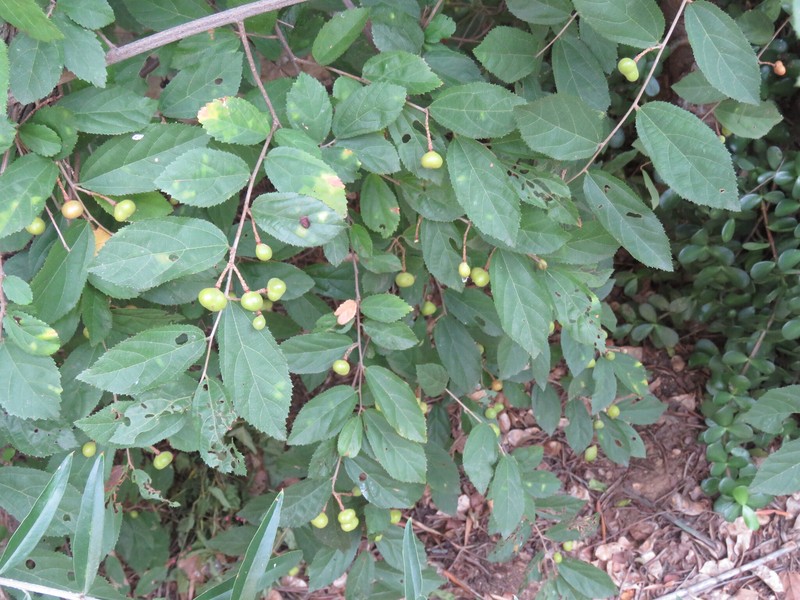 Grewia flavescens var. flavescens photo 2