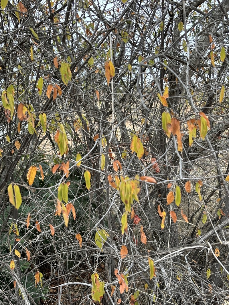 Grewia flavescens var. flavescens photo 3