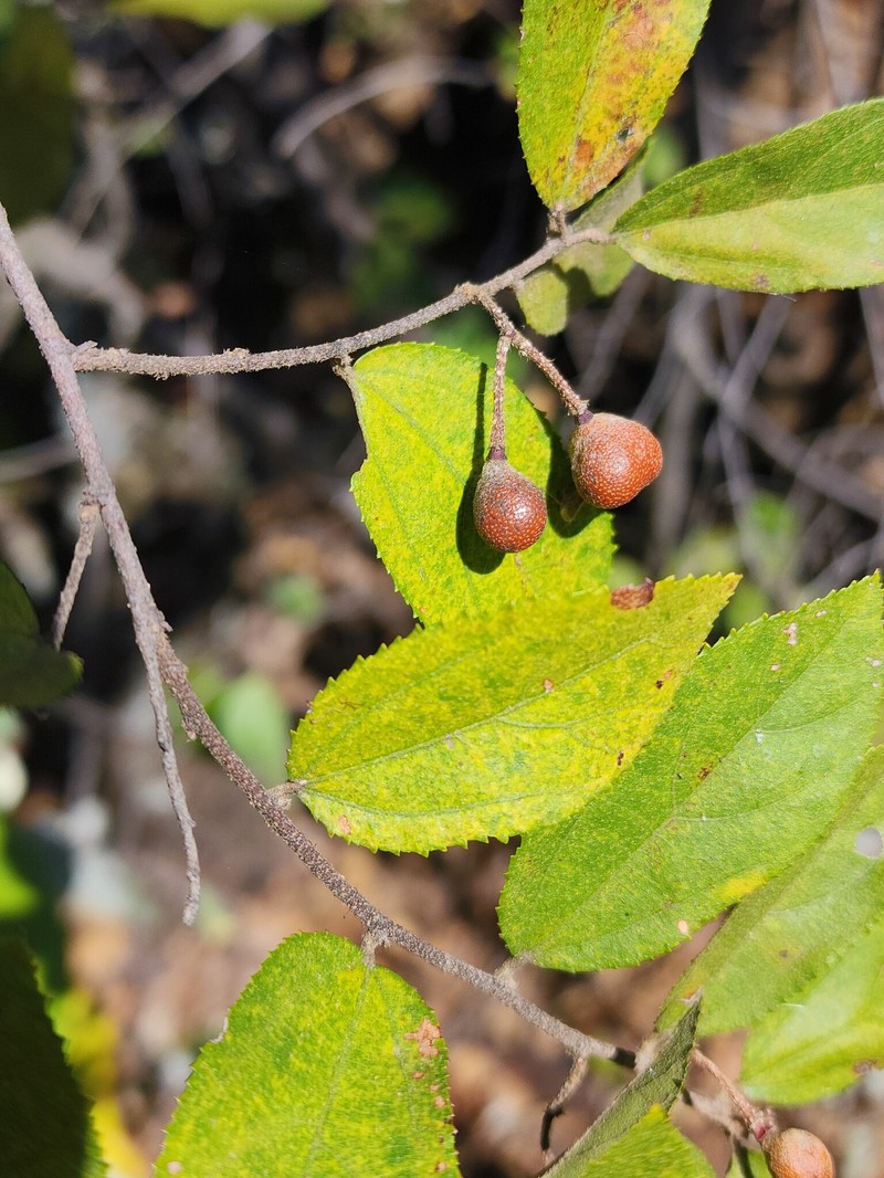 Grewia flavescens var. flavescens photo 4