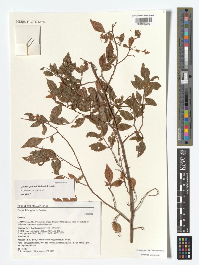 Grewia gautieri