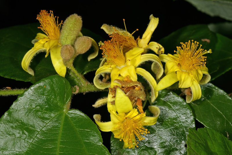 Grewia heamita