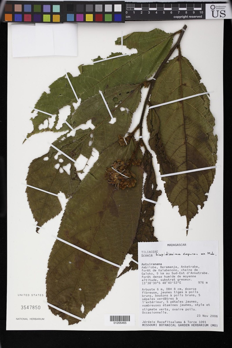 Grewia hispidissima