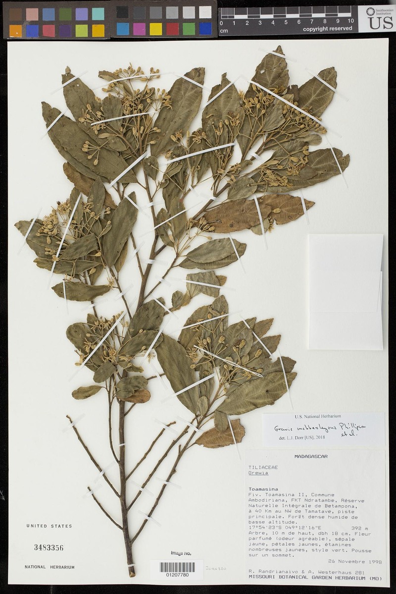 Grewia mabberleyana