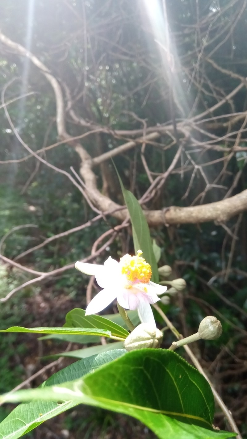 Grewia madagascariensis
