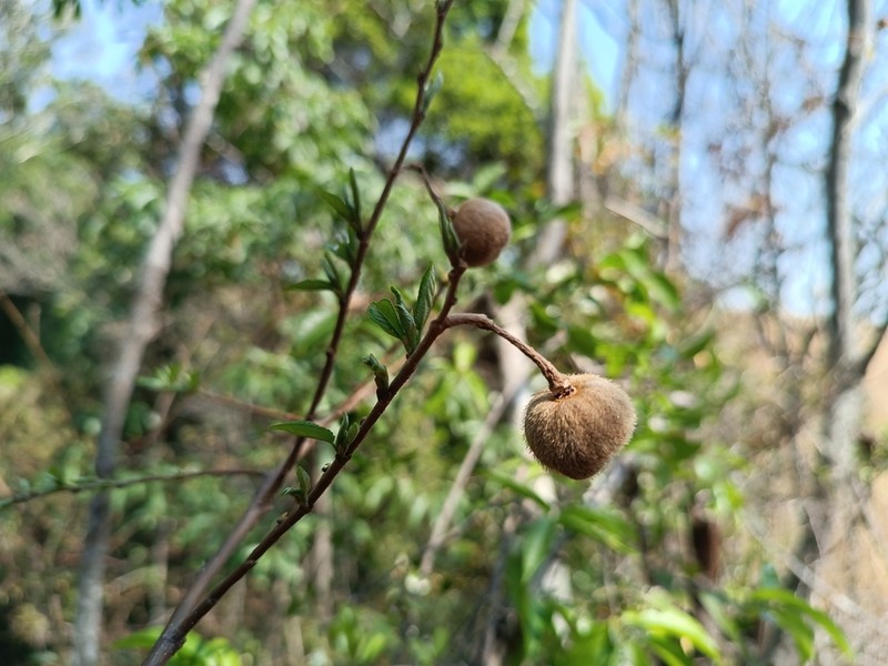 Grewia madagascariensis photo 2