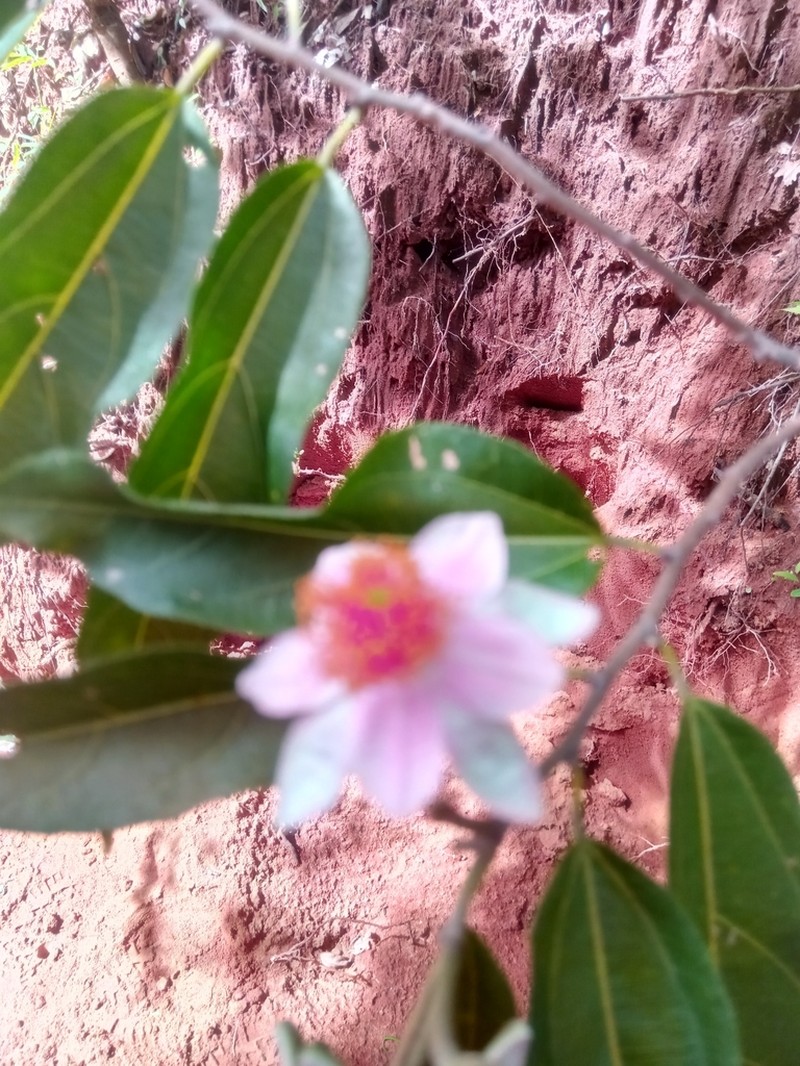Grewia madagascariensis photo 3