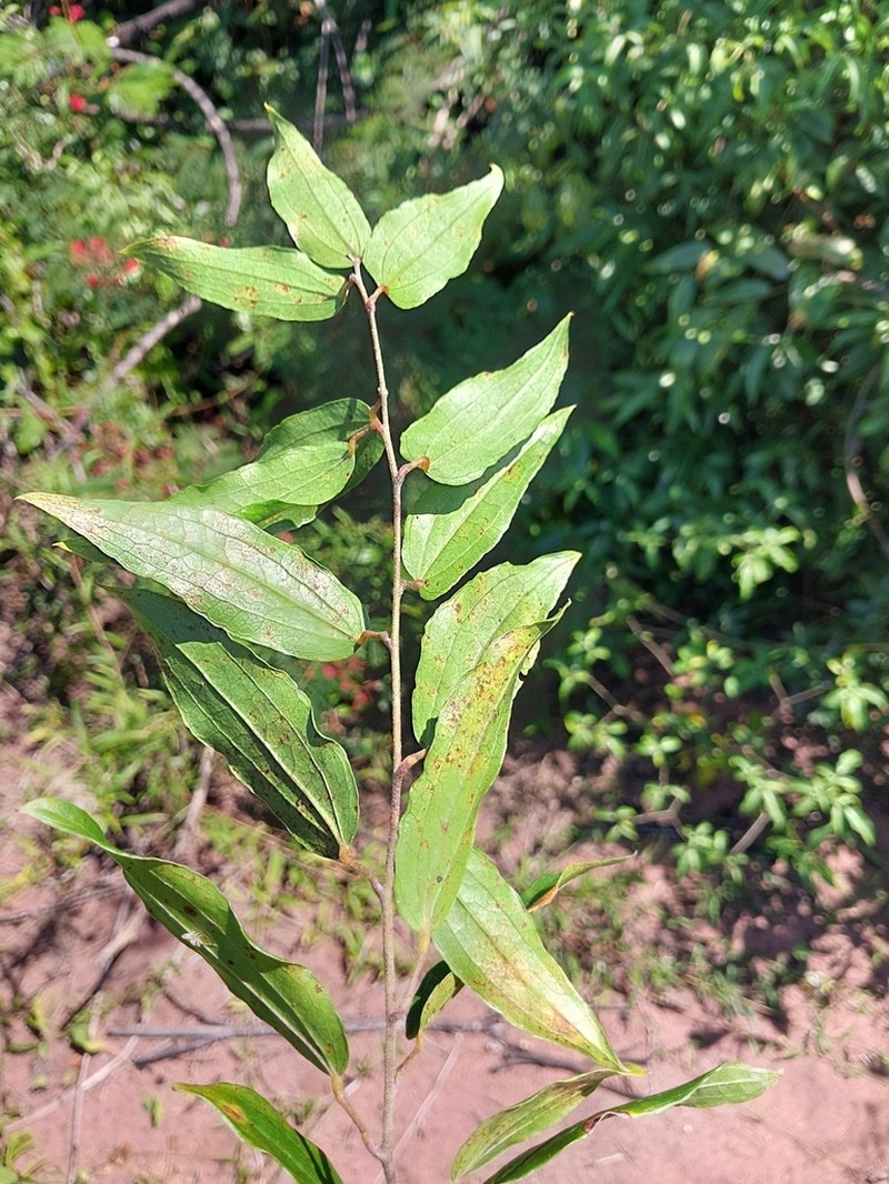 Grewia madagascariensis photo 4