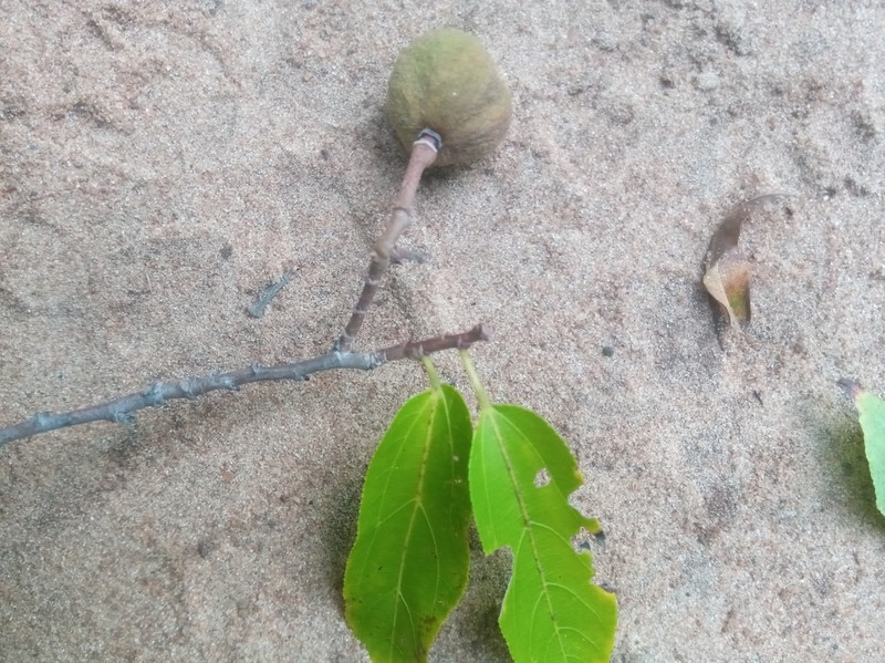 Grewia madagascariensis photo 5