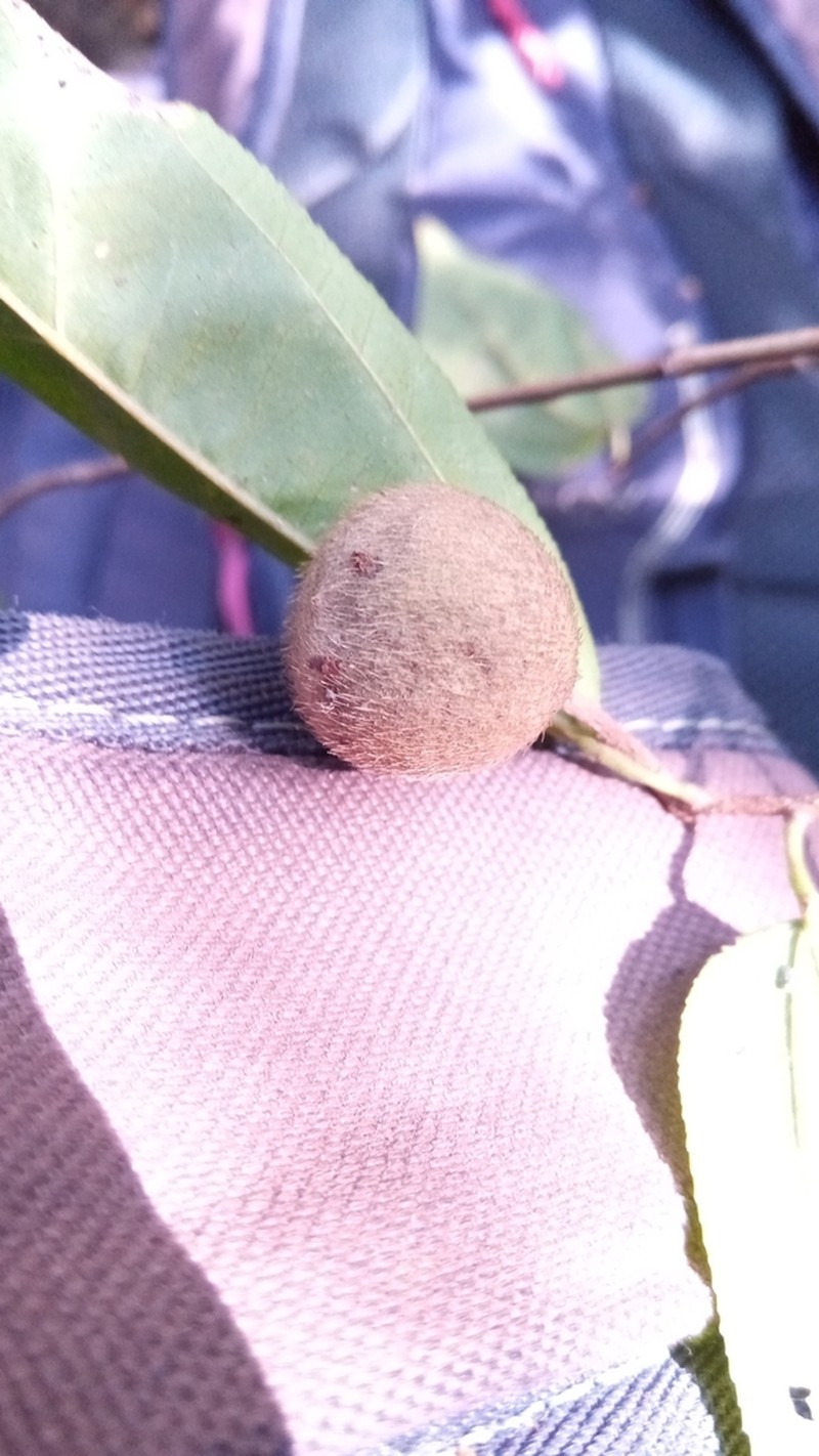 Grewia madagascariensis photo 6