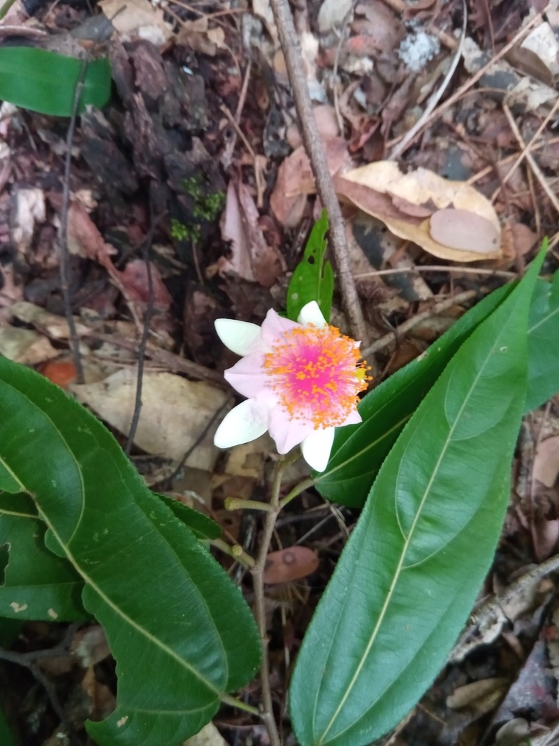 Grewia madagascariensis photo 7