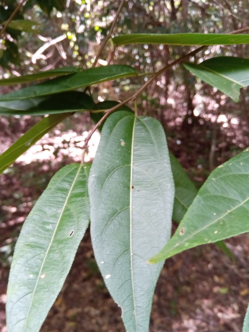 Grewia madagascariensis photo 8