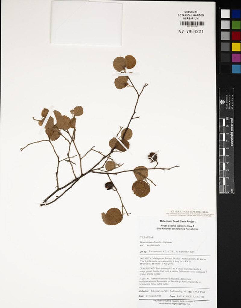 Grewia meridionalis var. meridionalis