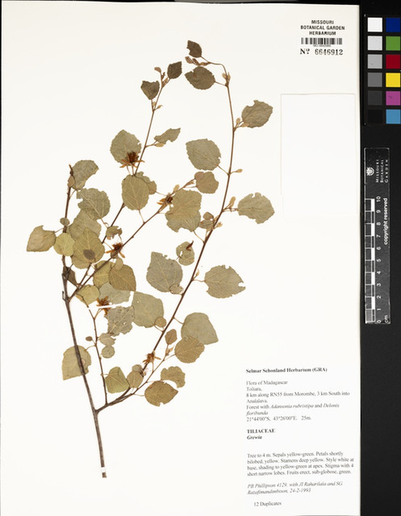 Grewia meridionalis var. meridionalis photo 2