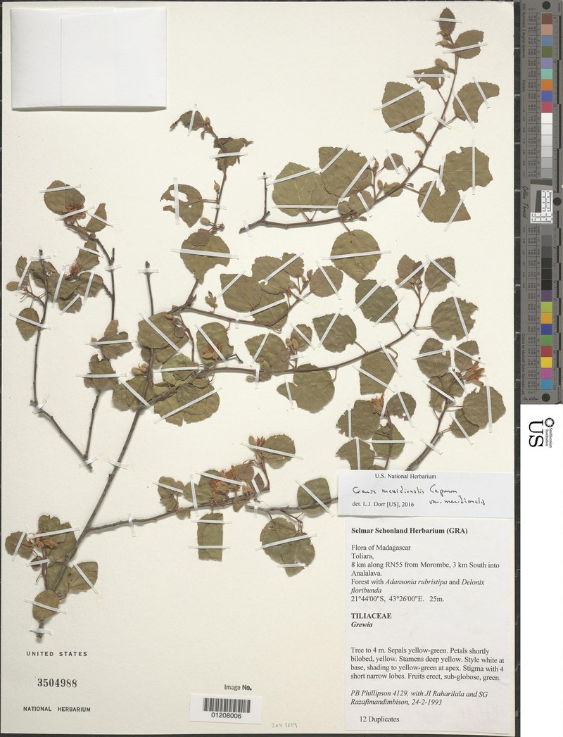 Grewia meridionalis var. meridionalis photo 3