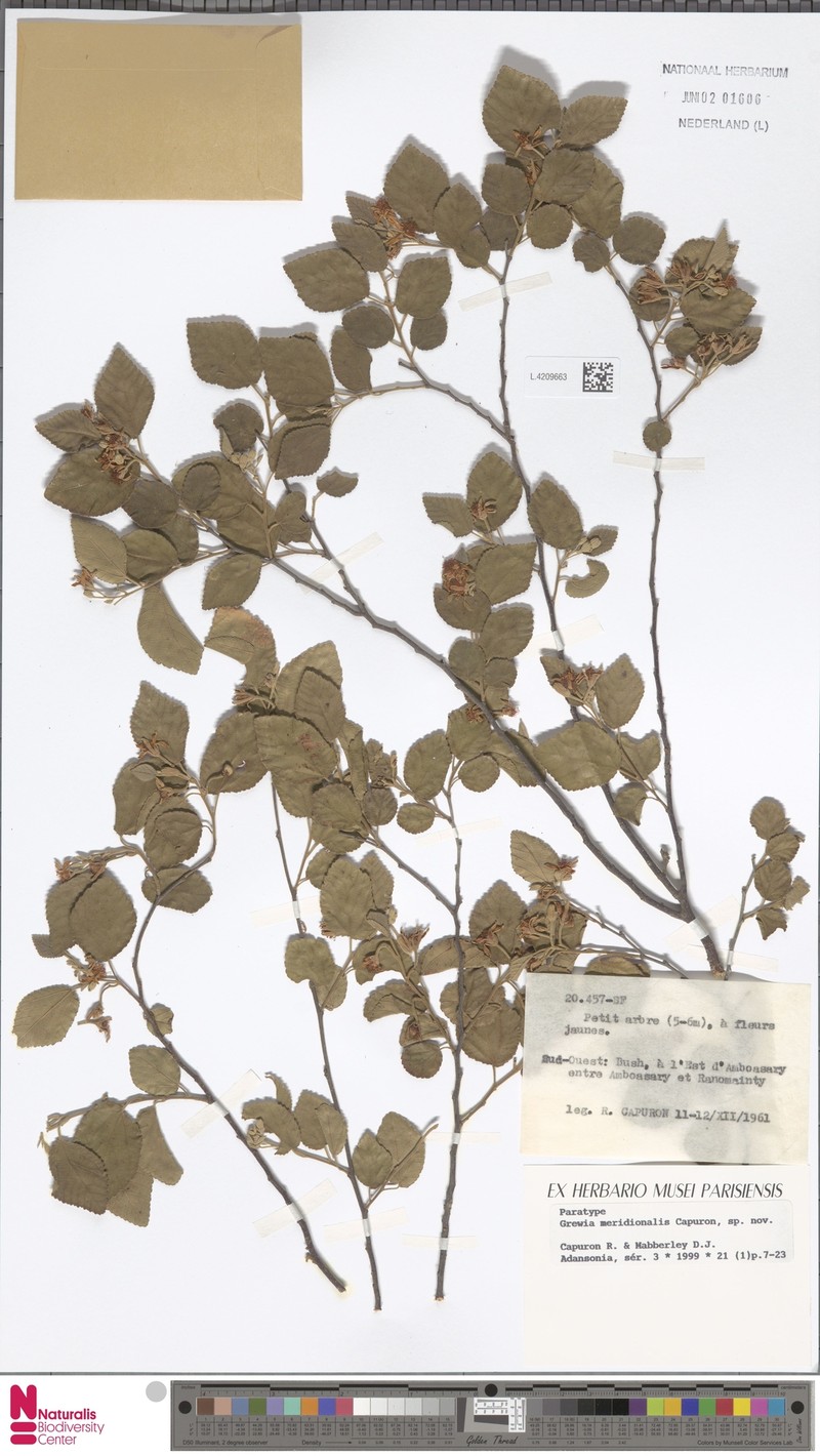 Grewia meridionalis var. meridionalis photo 4