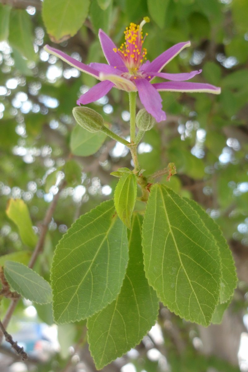 Crossberry