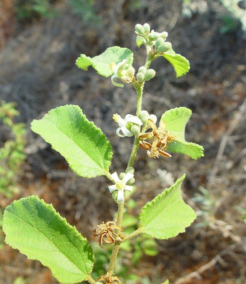 Grewia pindanica photo 4