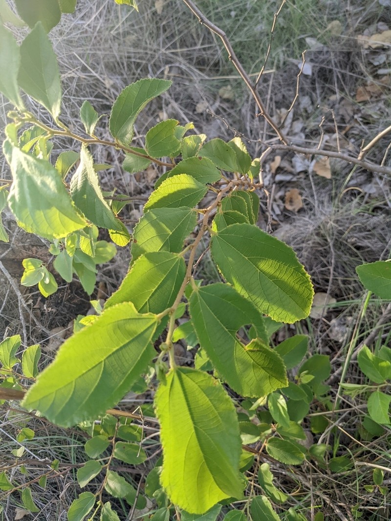Grewia pindanica photo 5