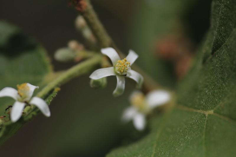 Grewia pindanica photo 6