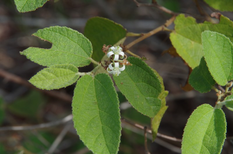 Grewia pindanica photo 7