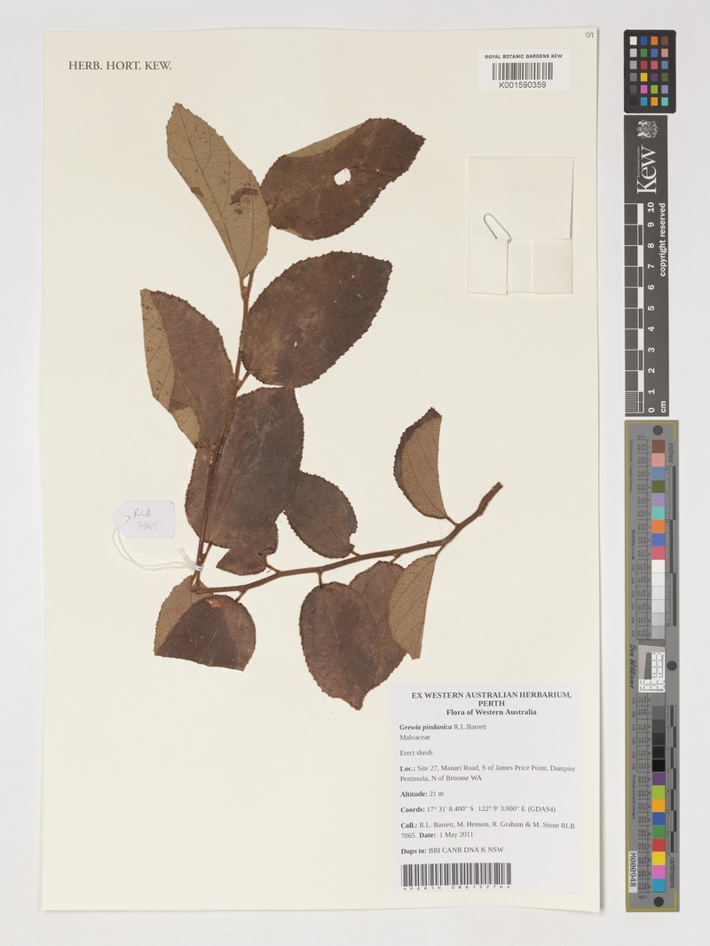 Grewia pindanica photo 8