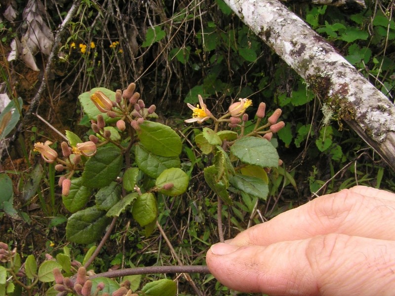 Grewia rabehevitrae