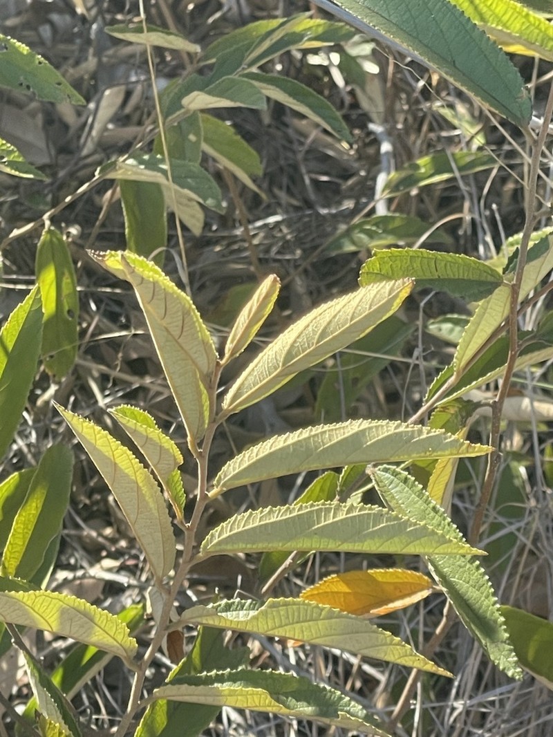 Grewia savannicola