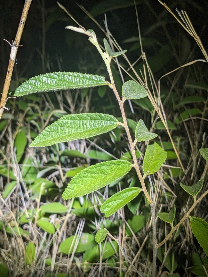 Grewia savannicola photo 2