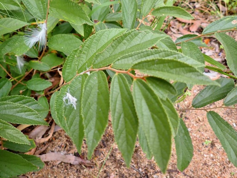 Grewia savannicola photo 3
