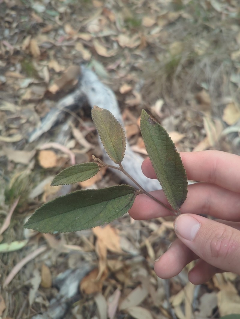 Grewia savannicola photo 4