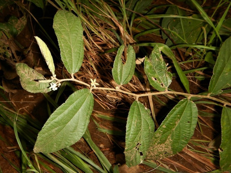 Grewia savannicola photo 6