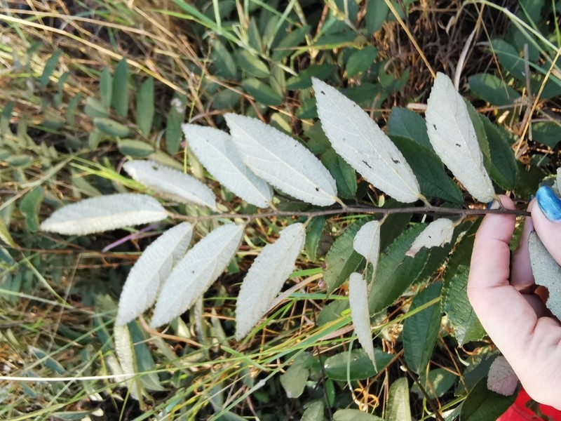 Grewia savannicola photo 7