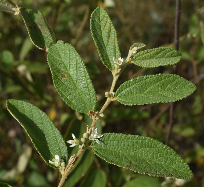 Grewia savannicola photo 8