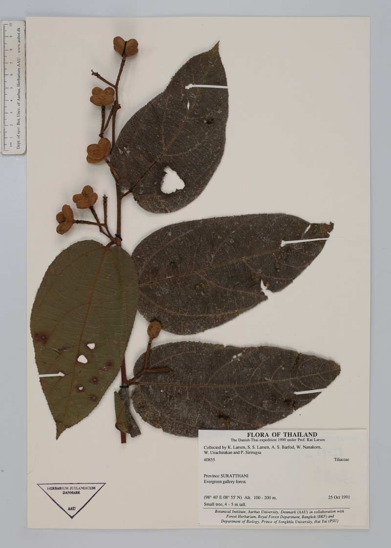 Grewia scabrifolia
