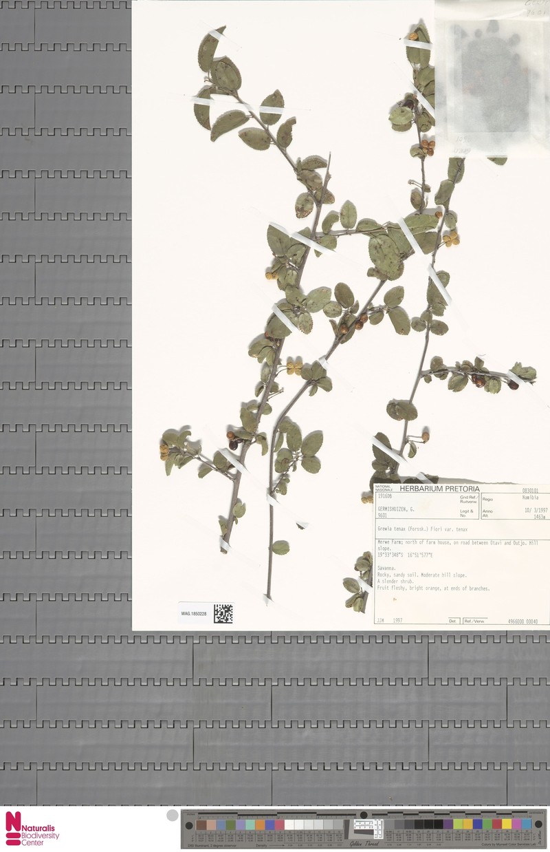 Grewia tenax subsp. tenax
