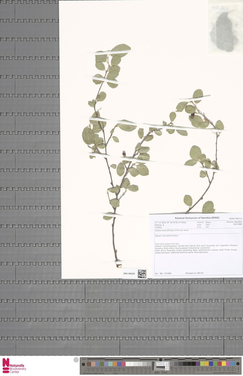 Grewia tenax subsp. tenax photo 2