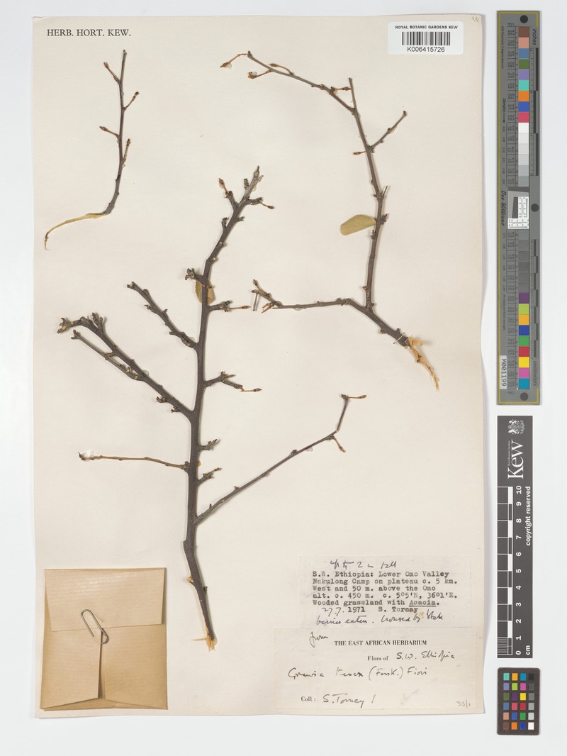 Grewia tenax subsp. tenax photo 3