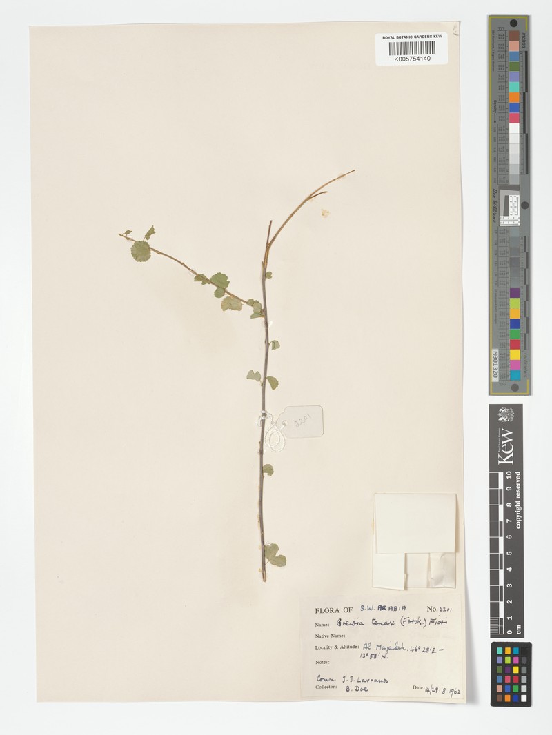 Grewia tenax subsp. tenax photo 4