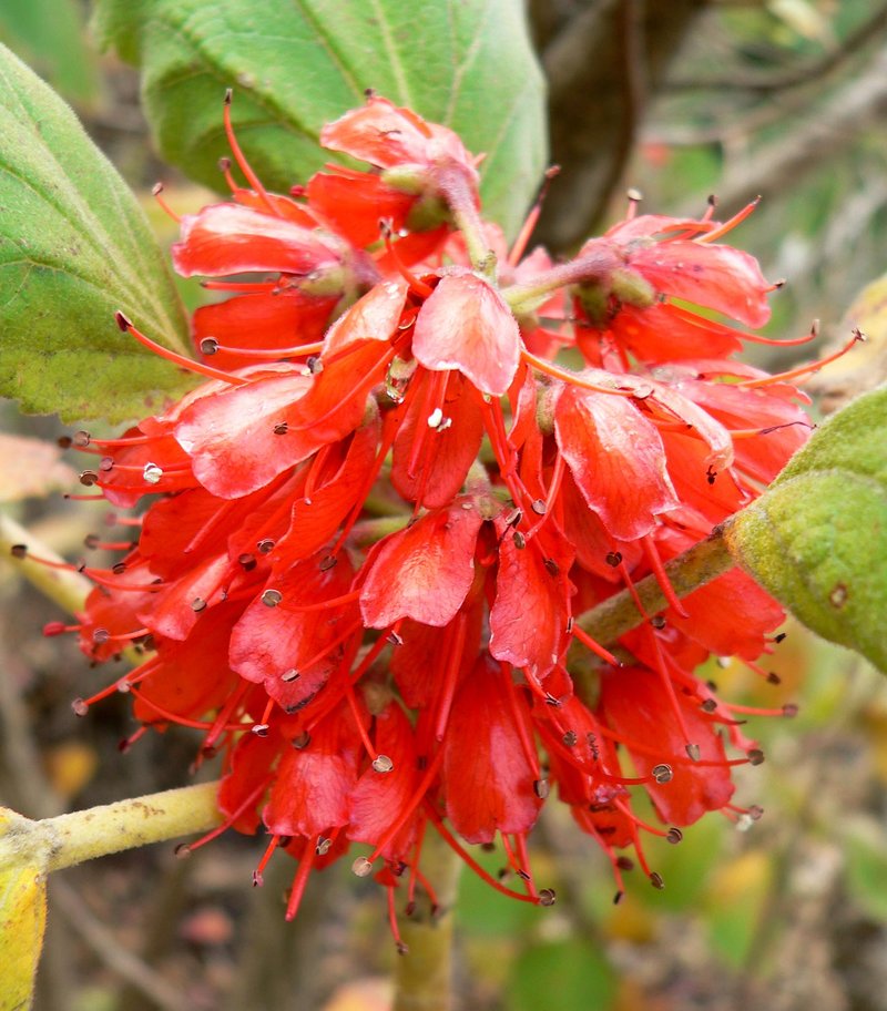 Natal Bottlebrush