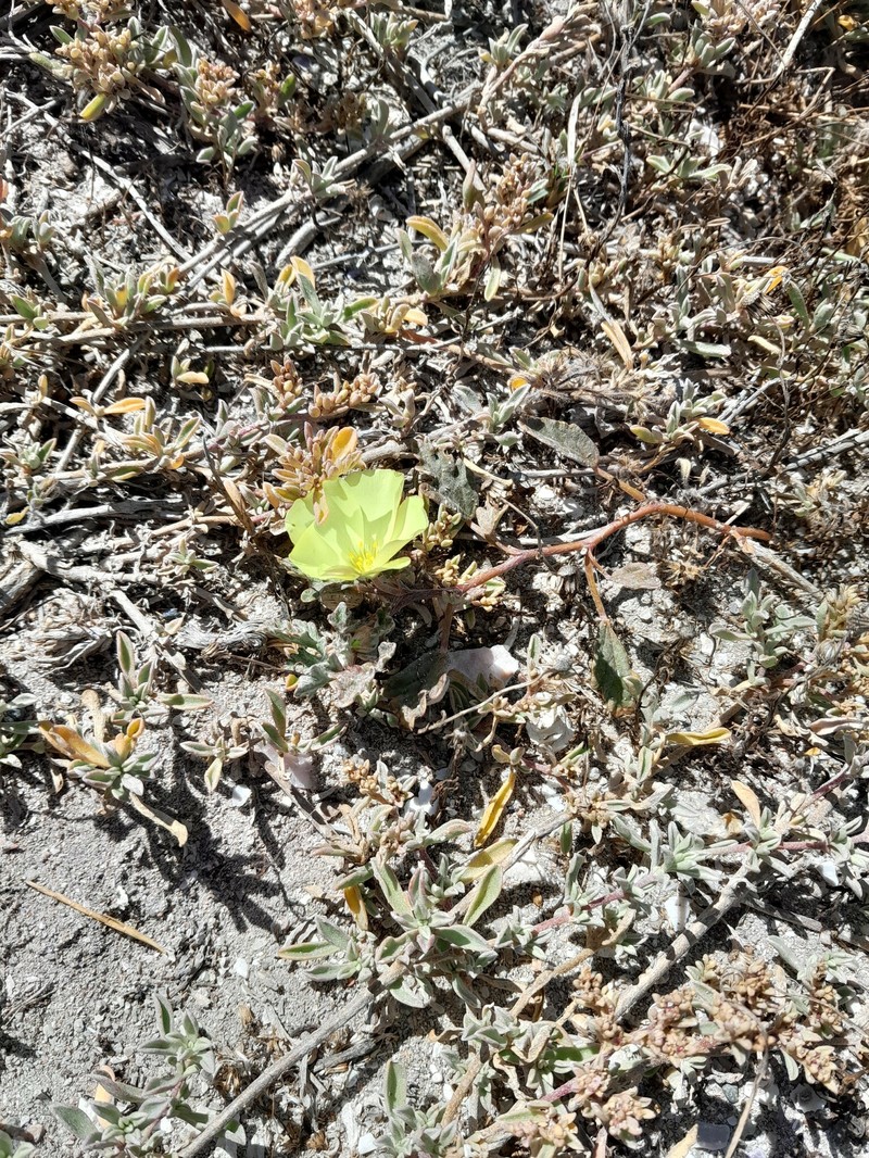 Grielum humifusum var. humifusum
