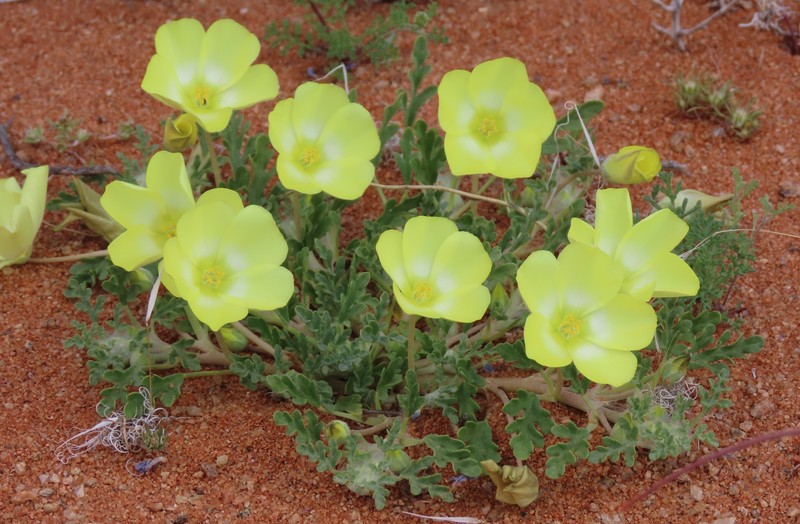 Grielum humifusum var. humifusum photo 2