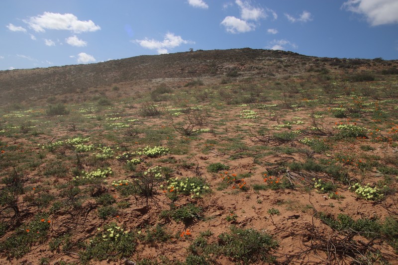 Grielum humifusum var. humifusum photo 3