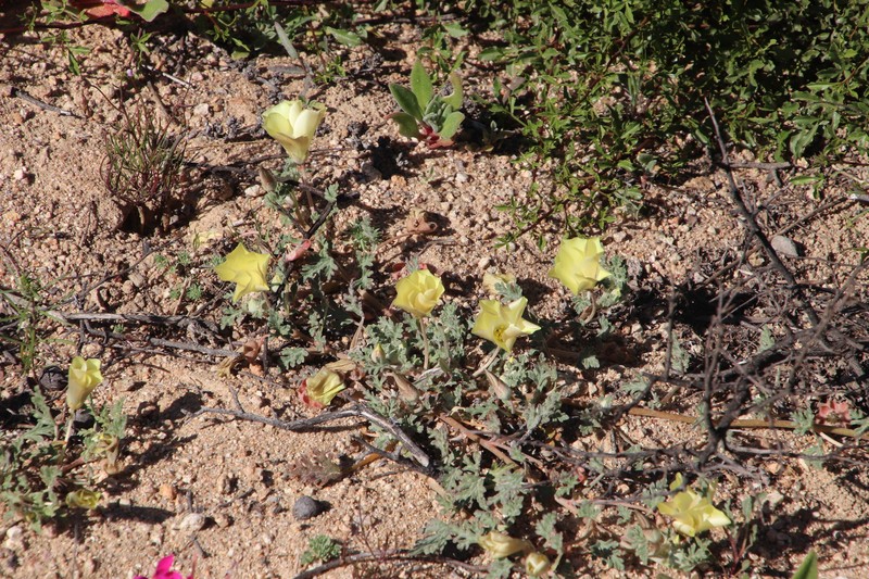 Grielum humifusum var. humifusum photo 4